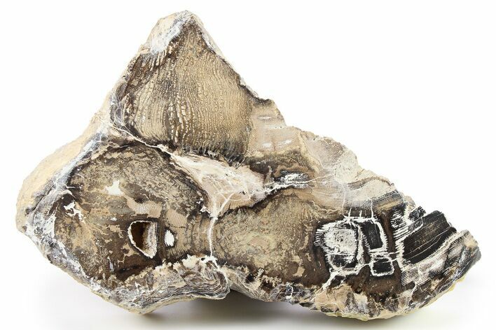 Polished Petrified Wood Slab - McDermitt, Oregon #277130